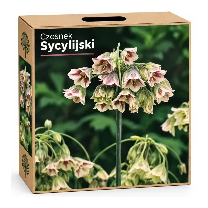 Okrasný cesnak sicílsky – Allium siculum Okrasný cesnak sicílsky – Allium siculum
