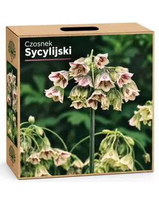 Okrasný cesnak sicílsky – Allium siculum