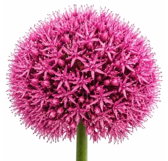 Okrasný cesnak ‘Atropurpureum’ – tmavoružový/bordový
