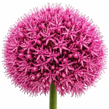 Okrasný cesnak ‘Atropurpureum’ – tmavoružový/bordový