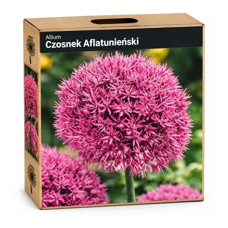 Okrasný cesnak ‘Atropurpureum’ – tmavoružový/bordový Okrasný cesnak ‘Atropurpureum’ – tmavoružový/bordový