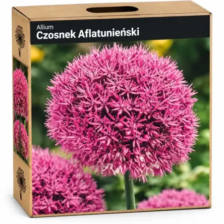 Okrasný cesnak ‘Atropurpureum’ – tmavoružový/bordový