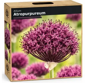 Okrasný cesnak ‘Atropurpureum’ – purpurovo-bordový
