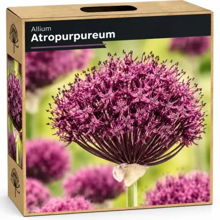 Okrasný cesnak ‘Atropurpureum’ – purpurovo-bordový