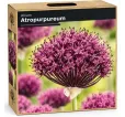 Okrasný cesnak ‘Atropurpureum’ – purpurovo-bordový Okrasný cesnak ‘Atropurpureum’ – purpurovo-bordový