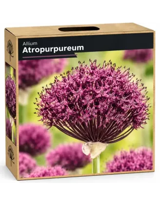 Okrasný cesnak ‘Atropurpureum’ – purpurovo-bordový
