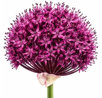 Okrasný cesnak ‘Atropurpureum’ – purpurovo-bordový