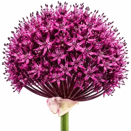 Okrasný cesnak ‘Atropurpureum’ – purpurovo-bordový