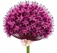 Okrasný cesnak ‘Atropurpureum’ – purpurovo-bordový Okrasný cesnak ‘Atropurpureum’ – purpurovo-bordový