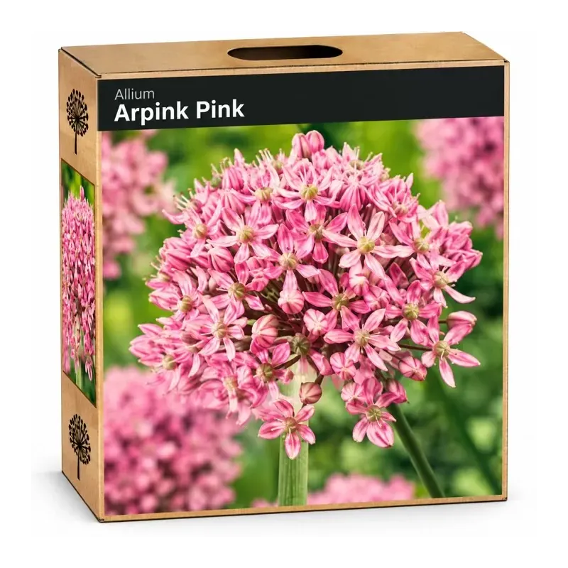 Okrasný cesnak ‘Pink Jewel’ – ružový Okrasný cesnak ‘Pink Jewel’ – ružový