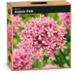 Okrasný cesnak ‘Pink Jewel’ – ružový Okrasný cesnak ‘Pink Jewel’ – ružový