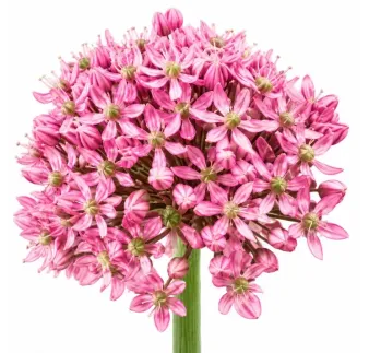 Okrasný cesnak ‘Pink Jewel’ – ružový