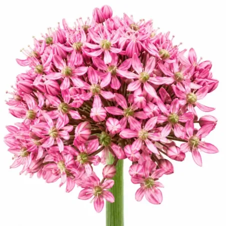Okrasný cesnak ‘Pink Jewel’ – ružový