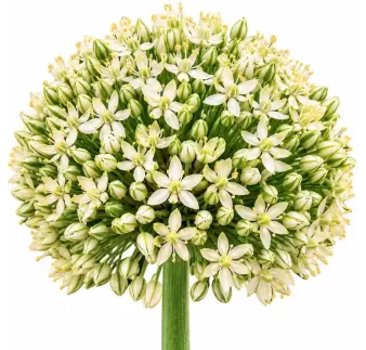 Okrasný cesnak ‘Ivory Queen’ – krémovo-biely