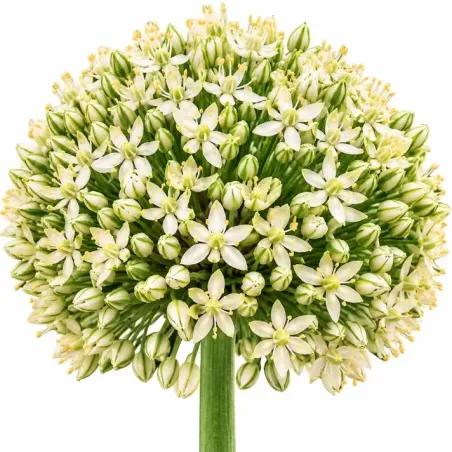 Okrasný cesnak ‘Ivory Queen’ – krémovo-biely
