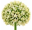 Okrasný cesnak ‘Ivory Queen’ – krémovo-biely Okrasný cesnak ‘Ivory Queen’ – krémovo-biely