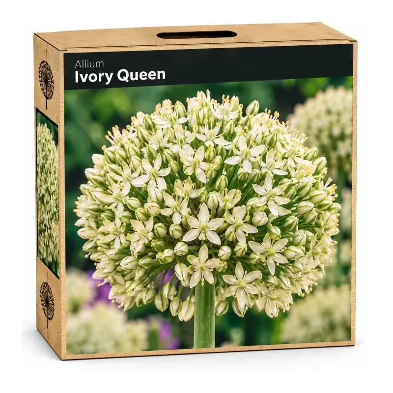 Okrasný cesnak ‘Ivory Queen’ – krémovo-biely Okrasný cesnak ‘Ivory Queen’ – krémovo-biely
