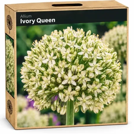 Okrasný cesnak ‘Ivory Queen’ – krémovo-biely
