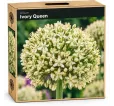 Okrasný cesnak ‘Ivory Queen’ – krémovo-biely Okrasný cesnak ‘Ivory Queen’ – krémovo-biely