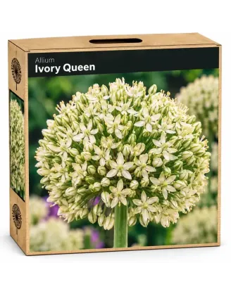 Okrasný cesnak ‘Ivory Queen’ – krémovo-biely