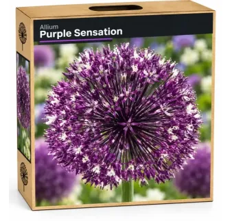 Okrasný cesnak ‘Violet Beauty’ – fialový