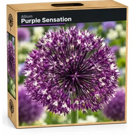 Okrasný cesnak ‘Violet Beauty’ – fialový