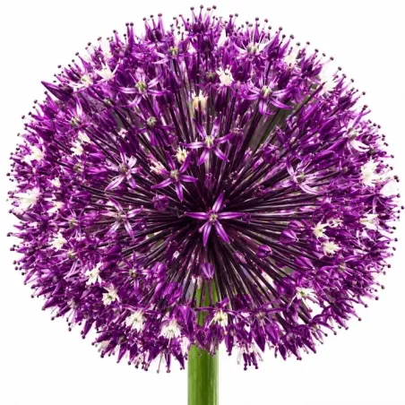 Okrasný cesnak ‘Violet Beauty’ – fialový