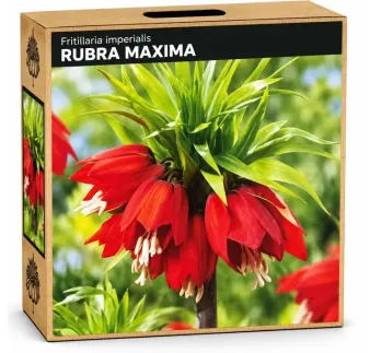 Korunkovka kráľovská Rubra Maxima – červená