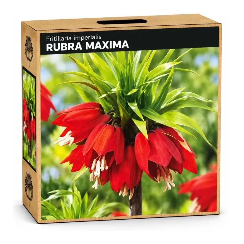 Korunkovka kráľovská Rubra Maxima – červená Korunkovka kráľovská Rubra Maxima – červená