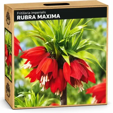 Korunkovka kráľovská Rubra Maxima – červená