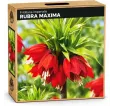 Korunkovka kráľovská Rubra Maxima – červená Korunkovka kráľovská Rubra Maxima – červená