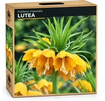 Korunkovka kráľovská Lutea – žltá