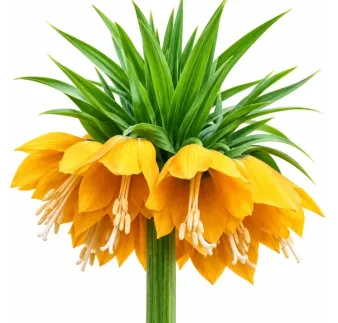 Korunkovka kráľovská Lutea – žltá