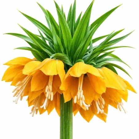 Korunkovka kráľovská Lutea – žltá