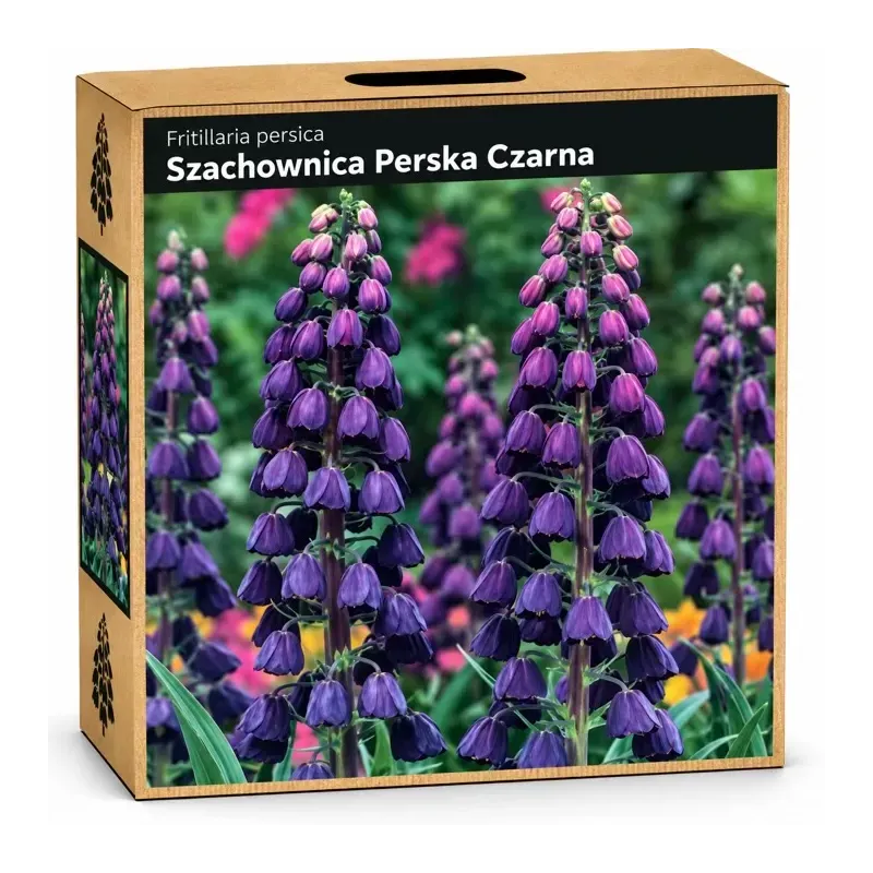 Korunkovka perzská čierna – Szachownica Perska Czarna Korunkovka perzská čierna – Szachownica Perska Czarna