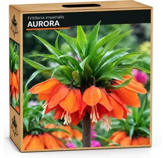 Korunkovka kráľovská Aurora – oranžová