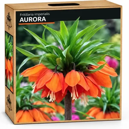 Korunkovka kráľovská Aurora – oranžová