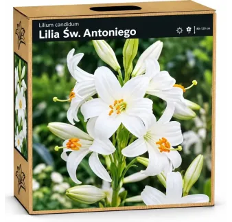 Ľalia Sv. Antona – biela