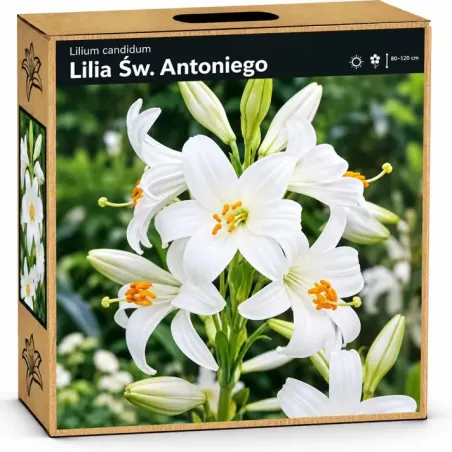 Ľalia Sv. Antona – biela