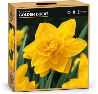 Narcis Golden Ducat
