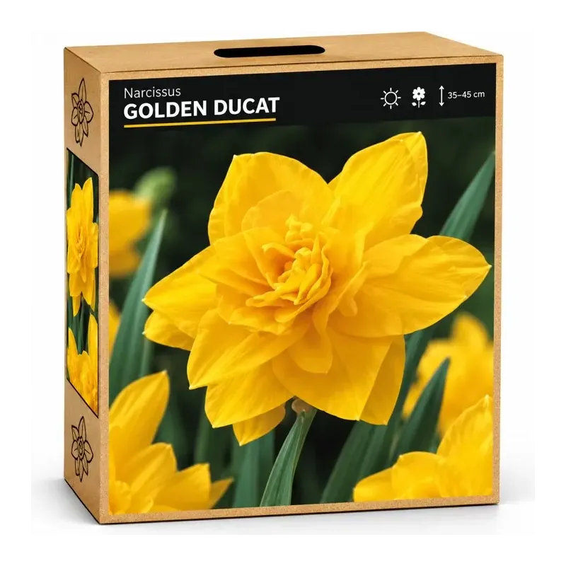 Narcis Golden Ducat Narcis Golden Ducat