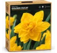 Narcis Golden Ducat Narcis Golden Ducat