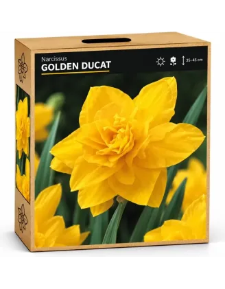 Narcis Golden Ducat