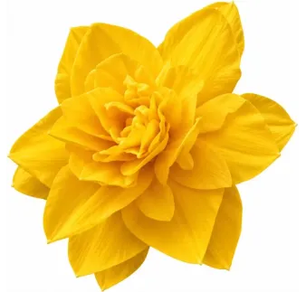 Narcis Golden Ducat