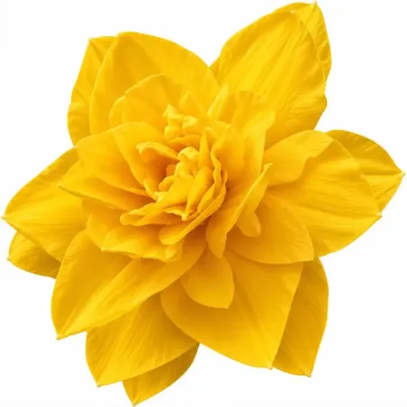 Narcis Golden Ducat