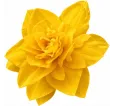 Narcis Golden Ducat Narcis Golden Ducat