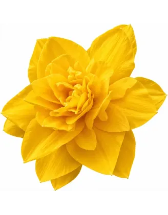Narcis Golden Ducat