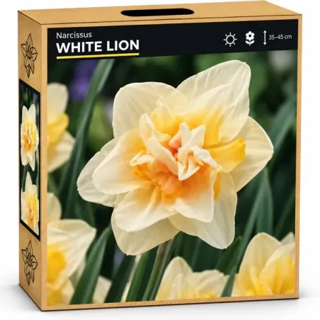 Narcis White Lion