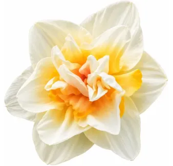 Narcis White Lion