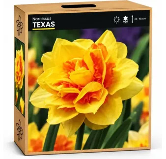 Narcis Texas